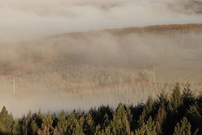 Scenic view of forest against sky