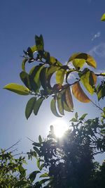 Low angle view of plant against sky