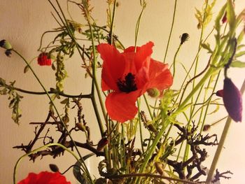 Close-up of red poppy flowers in vase