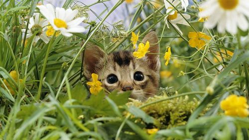 Close-up portrait of a cat on green plants