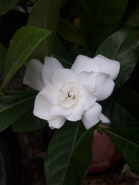 Close-up of white flowering plant