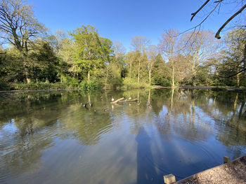 Reflection of trees in lake