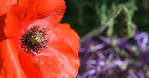 Close-up of bee on red flower