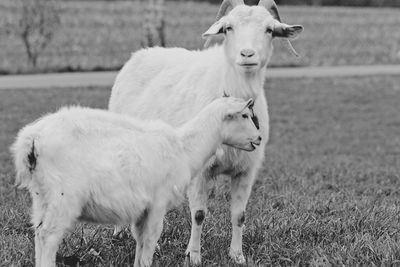 Goats standing in a field