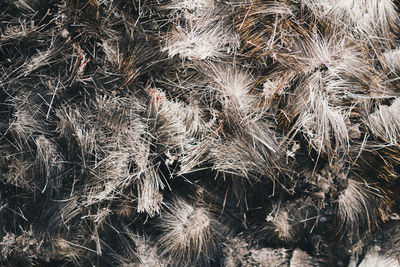 Full frame shot of plants