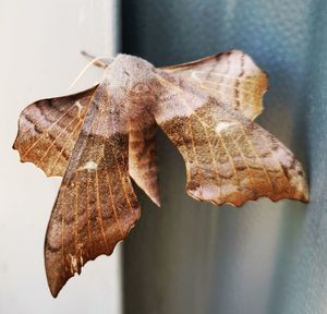 Beautiful poplar hawk moth 