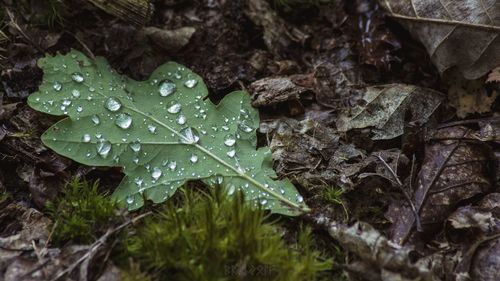 Close-up of wet leaves