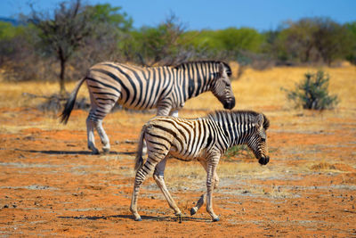 Zebra zebras in a field