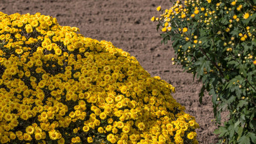 Full frame close-up of yellow flowering plants on field