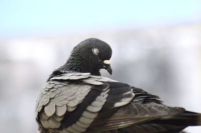 Close-up of pigeon