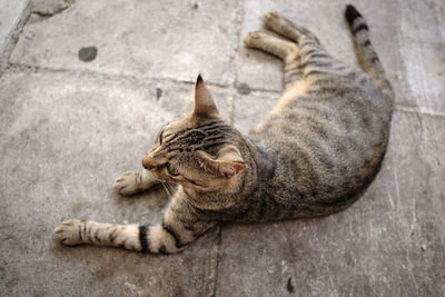 High angle view of street cat resting