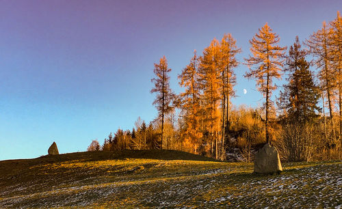 Trees on field against clear sky