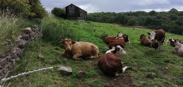 Cows in the field 