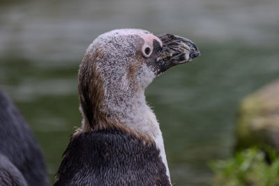 Close-up of a bird