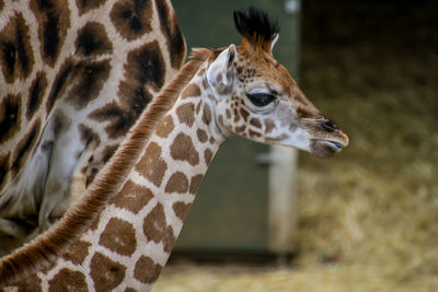 Close-up of giraffe