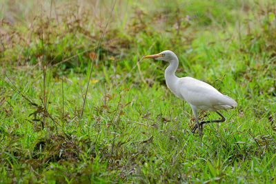 Bird in a field