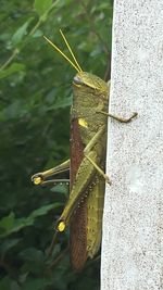 Close-up of insect on leaf