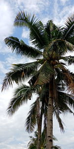 Low angle view of palm tree against sky