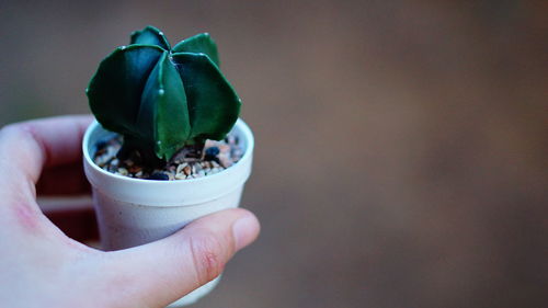 Close-up of person holding small plant