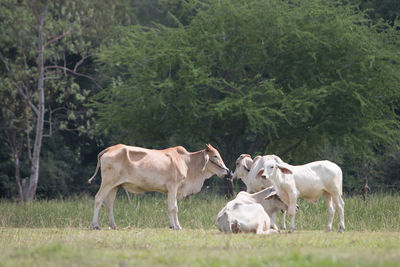 Cows on field