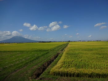 Scenic view of agricultural field against sky