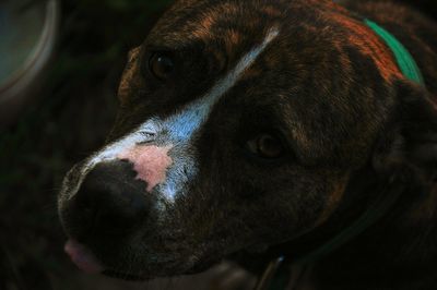 Close-up portrait of dog