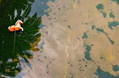 High angle view of koi carps swimming in water