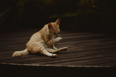 Cat resting on wooden floor