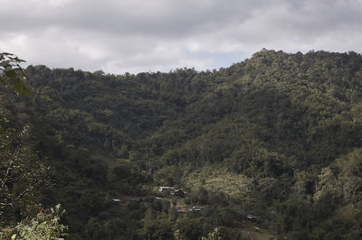 Low angle view of trees in forest against sky