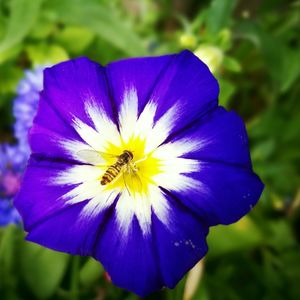 Close-up of purple flower