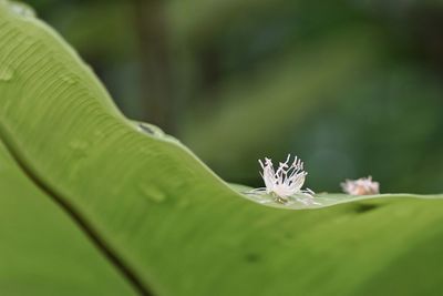 Close-up of insect on leaf