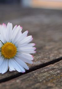 Close-up of pink flower on wood