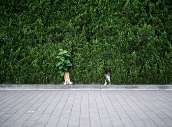 Cats standing in trees 