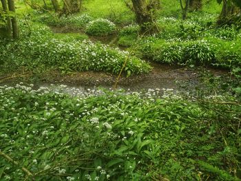 Plants growing on field in forest