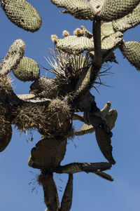 Low angle view of succulent plant against clear blue sky