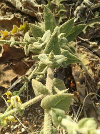 Close-up of fresh green plants