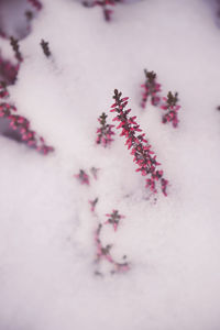 Close-up of pink cherry blossom during winter