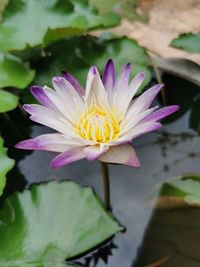 Close-up of water lily in lake