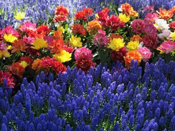 Close-up of purple flowering plants