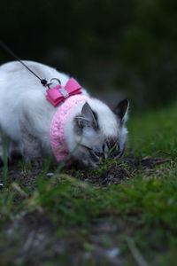 Cat sitting on a field