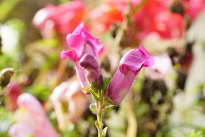 Close-up of pink flowering plant