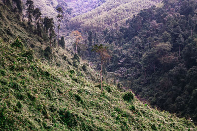 High angle view of trees growing in forest
