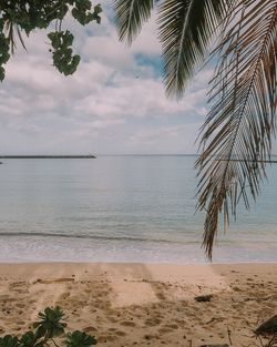 Palm tree on beach against sky