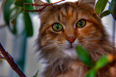 Close-up portrait of cat