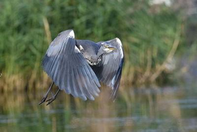High angle view of gray heron flying over lake