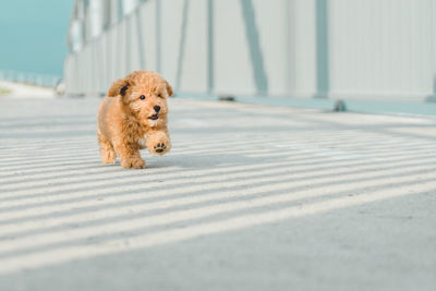 Brown puppy poodle dog walking 