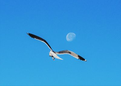 Low angle view of seagulls flying against clear blue sky