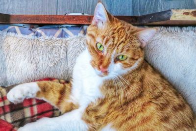 Close-up of cat resting