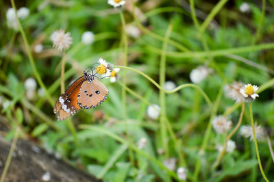 Close-up of butterfly pollinating on flower