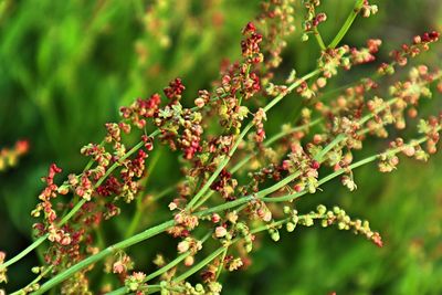 Close-up of flowering plants against blurred background